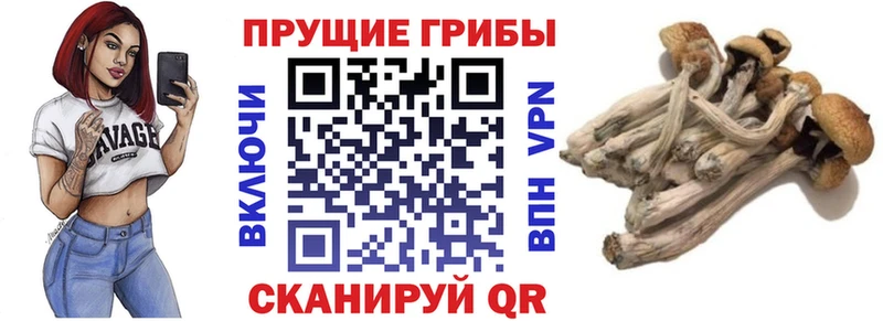Галлюциногенные грибы Psilocybe  shop наркотические препараты  Талица 